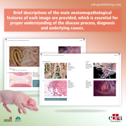 Atlas of anatomical pathology
of the gastrointestinal system of
swine - book extract 1 - veterinary book