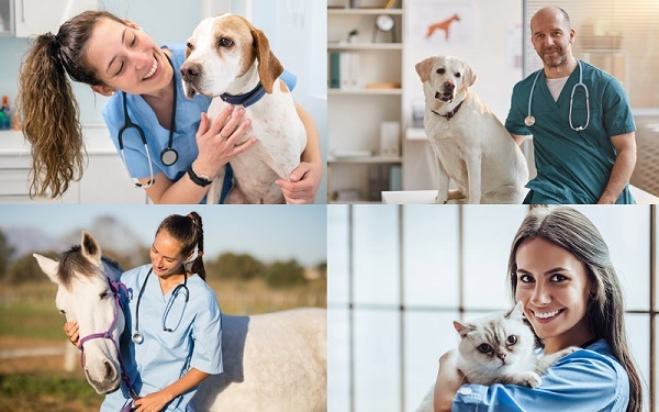 Veterinary with doc, cat and horse