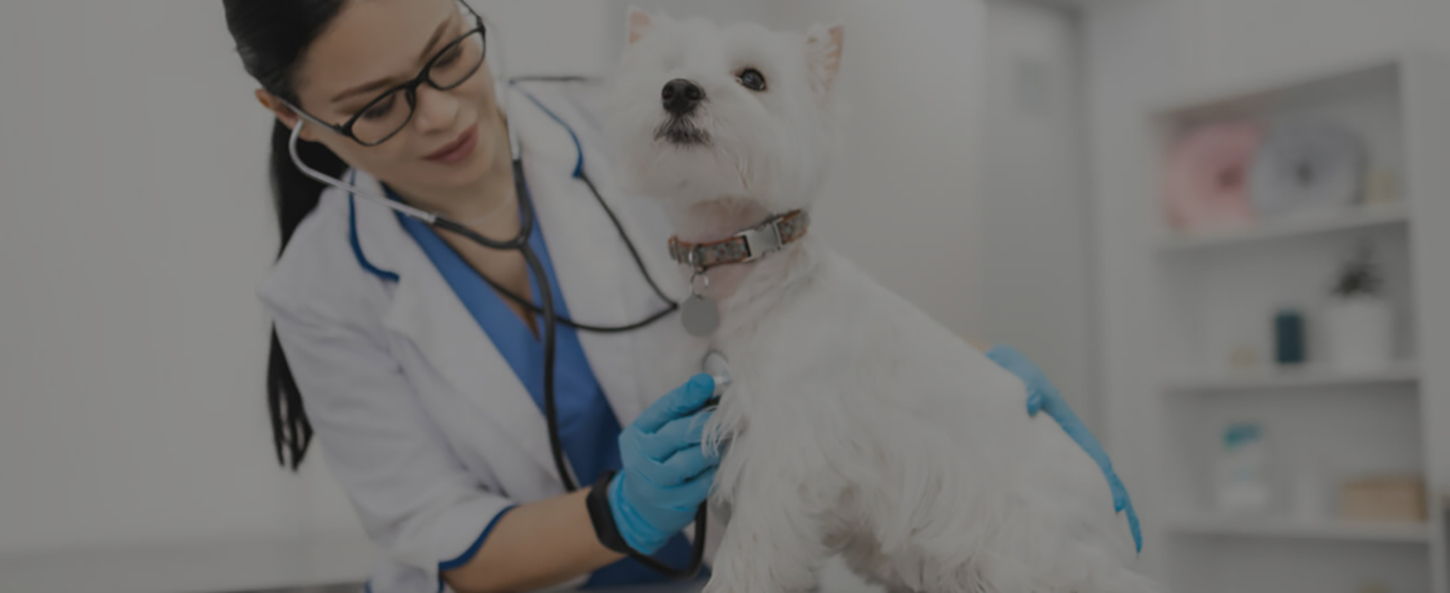 Veterinary with a Dog